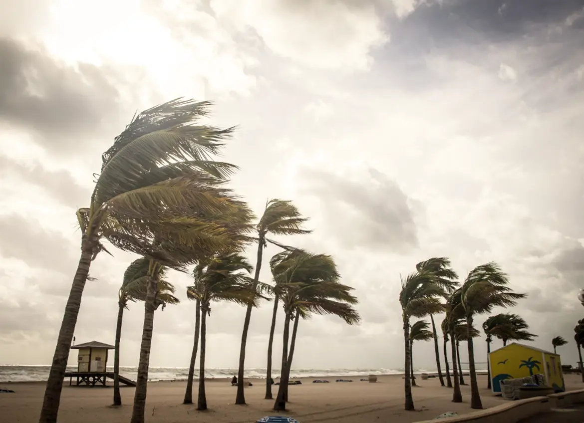 Wind blown palm trees on beach 